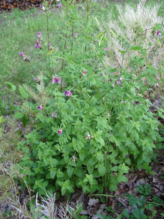 Schwärzende Platterbse (Lathyrus niger) - © Emanuel Trummer Schwärzende Platterbse (Lathyrus niger) - © Emanuel Trummer